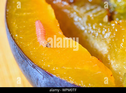 08 September 2019, Brandenburg, Sieversdorf: A caterpillar of a plum moth (Grapholita funebrana) crawls over a cut plum. Photo: Patrick Pleul/dpa-Zentralbild/ZB Stock Photo