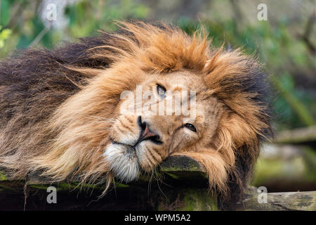 UK, Bristol - Sleepy male lion in captivity