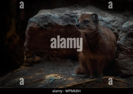 UK, Bristol - April 2019: Yellow Mongoose in captivity. twilight Stock Photo