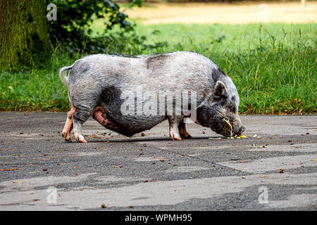 hanging pot pig eating on the street Stock Photo