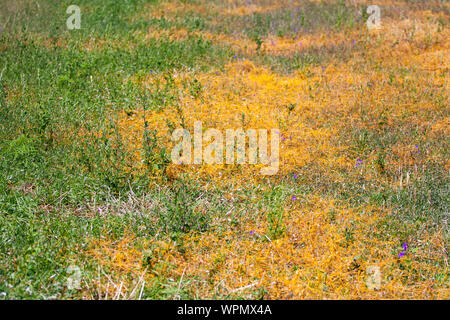 Dodder Genus Cuscuta is The parasite wraps the stems of plant cultures with yellow threads and sucks out the vital juice and nutrients Stock Photo