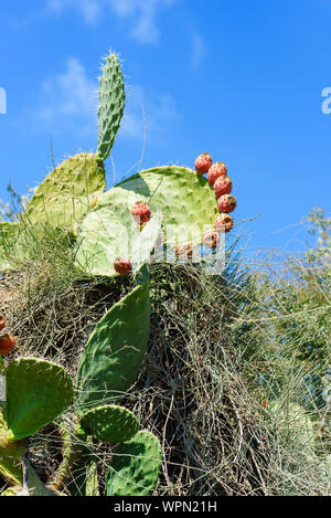 Closeup cactus plants or Opuntia cactus prickly pear on blue sky and white clouds natural background at cactus farm. Stock Photo