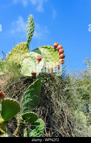 Closeup cactus plants or Opuntia cactus prickly pear on blue sky and white clouds natural background at cactus farm. Stock Photo