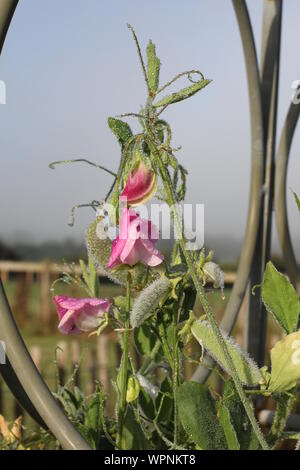 Pretty early morning sweet peas glistening in the sunshine, growing around a circular haxnicks growing frame 1 Stock Photo