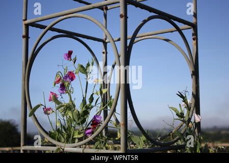 Sweet peas growing through a Haxnicks plant frame - support. sweetpeas growing through a metal frame landscape Stock Photo