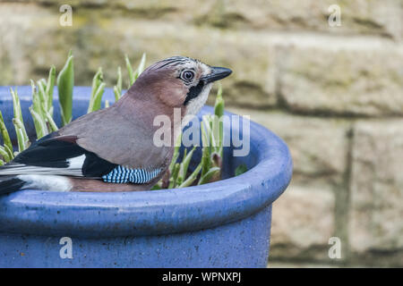 A single jay in a large blue planter in a Yorkshire garden. Stock Photo