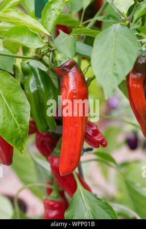 The red fruits of sweet pepper ripened on the bush Stock Photo - Alamy