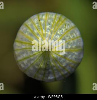 Close-up Of Onion Flower Bud Growing In Field