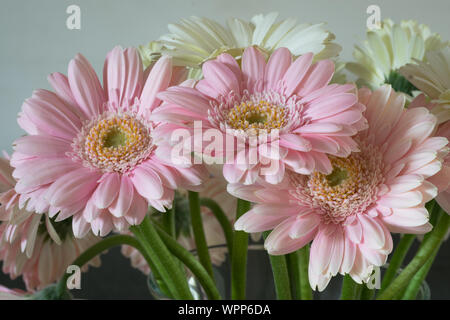 Close up of pink Gerbera daisy flowers with detailed petals and soft pastel colors Stock Photo
