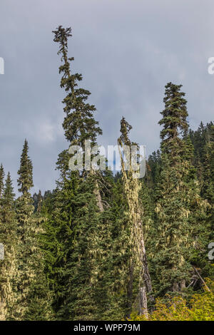 Evergreen forest, Washington, USA Stock Photo - Alamy