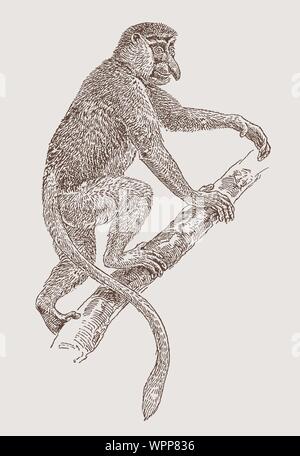 Proboscis monkey. Nasalis larvatus or long-nosed monkey, known as the ...