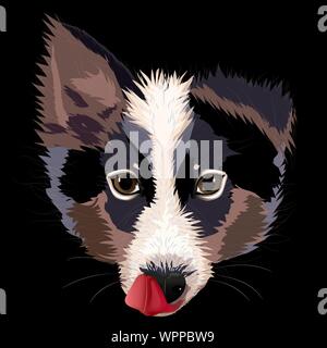 Dog breed Border collie licks nose. Portrait. Vector illustration. Stock Vector