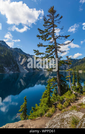 Mountain Hemlocks, Tsuga mertensiana, at edge of Snow Lake, along Snow Lake Trail leading into the Alpine Lakes Wilderness, Mt. Baker–Snoqualmie Natio Stock Photo