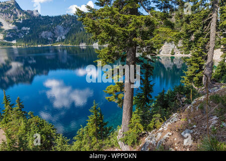 Mountain Hemlocks, Tsuga mertensiana, at edge of Snow Lake, along Snow Lake Trail leading into the Alpine Lakes Wilderness, Mt. Baker–Snoqualmie Natio Stock Photo