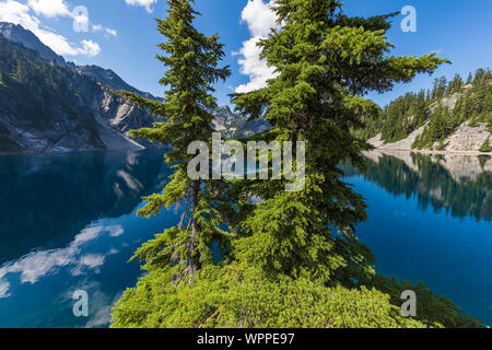 Mountain Hemlocks, Tsuga mertensiana, at edge of Snow Lake, along Snow Lake Trail leading into the Alpine Lakes Wilderness, Mt. Baker–Snoqualmie Natio Stock Photo