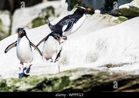 Southern Rockhopper Penguins, Eudyptes (chrysocome) chrysocome, hopping, jumping down cliffs,The Neck, Saunders Island, in the Falkland Islands Stock Photo