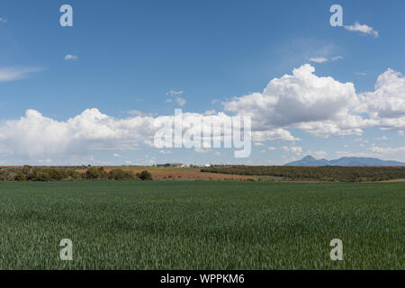 Lush field and distant mountains near Lowry Pueblo ruins at the Canyons of the Ancients National Monument in far-southwestern Colorado's Montezuma County Stock Photo