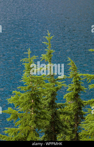 Mountain Hemlocks, Tsuga mertensiana, at edge of Snow Lake, along Snow Lake Trail leading into the Alpine Lakes Wilderness, Mt. Baker–Snoqualmie Natio Stock Photo