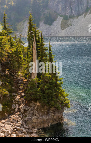 Mountain Hemlocks, Tsuga mertensiana, at edge of Snow Lake, along Snow Lake Trail leading into the Alpine Lakes Wilderness, Mt. Baker–Snoqualmie Natio Stock Photo