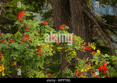 Sitka Mountain-Ash, Sorbus sitchensis, with vivid red berries along Snow Lake Trail leading into the Alpine Lakes Wilderness, Mt. Baker–Snoqualmie Nat Stock Photo