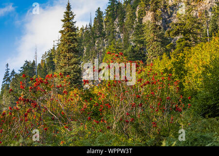 Sitka Mountain-Ash, Sorbus sitchensis, with vivid red berries along Snow Lake Trail leading into the Alpine Lakes Wilderness, Mt. Baker–Snoqualmie Nat Stock Photo