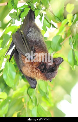 Bat hanging from tree in daylight. Green background. halloween, bat