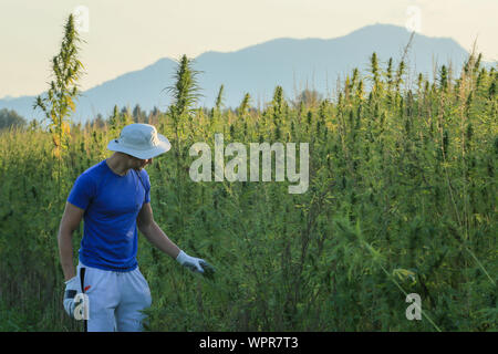 Young innovative farmer growing and checking fresh agricultural hemp in the summer countryside farm field Stock Photo