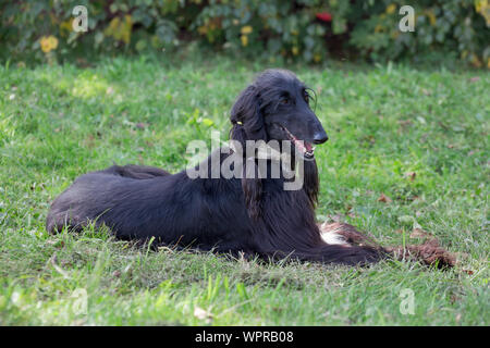 Cute afghan hound is lying on a green meadow. Eastern greyhound or persian greyhound. Pet animals. Purebred dog. Stock Photo