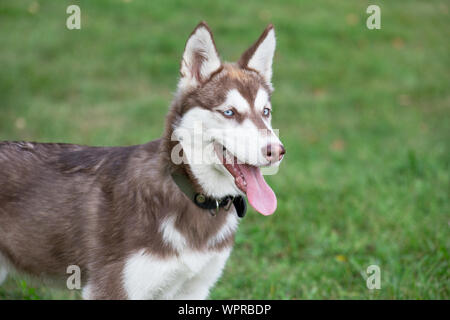 Cute siberian husky puppy is standing on a green grass in the park. Pet animals. Purebred dog. Stock Photo