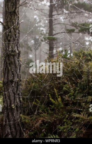 dew on spider web Stock Photo