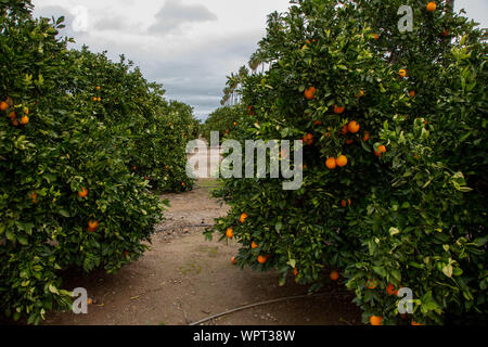 A view looking down a row of citrus trees in an orange grove, seen in Southern California. Stock Photo