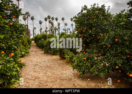 A view of a grove of citrus trees featuring oranges, with several palm trees in the background. Stock Photo