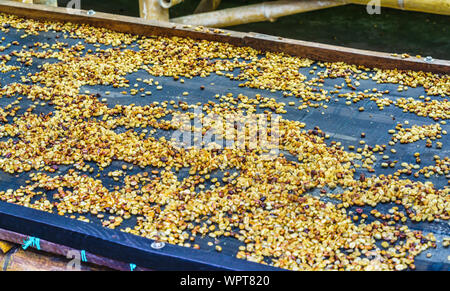 View on coffee beans drying near Salento Antioquia, Colombia Stock Photo