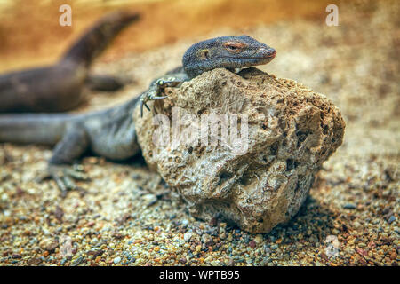 desert scene with lizard on the stone Stock Photo