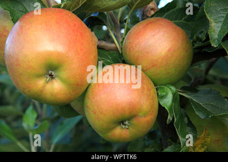 Apple 'James Grieve', apples, growing on tree, named variety, healthy eating, malus domestica Stock Photo