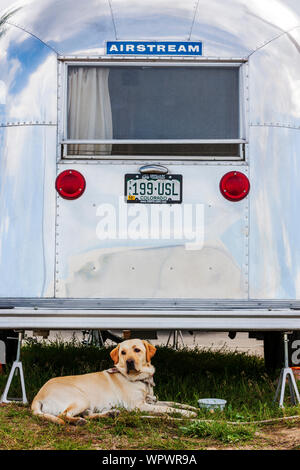 Large pet dog laying by Airstream camping trailer at the Vintage Airstream Club Rocky Mountain Rally Stock Photo