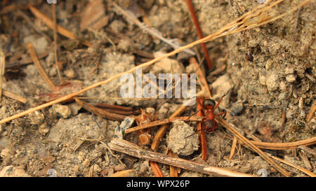 High Angle View Of Ant On Ground