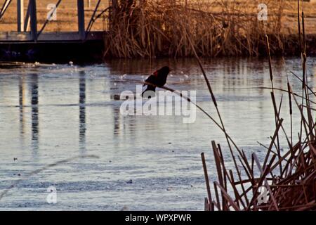 Red-winged Blackbird Male Displaying at Edge of Lindsey Park Public Fishing Lake, Canyon, Texas. Stock Photo