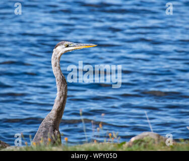 Portrait of a Great Blue Heron, Ardea herodias, peeking up over a rock wall at the edge of Lake Pleasant in the Adirondack Mountains, NY USA Stock Photo