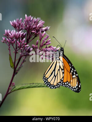 A Monarch butterfly, Danaus plexippus, feeding on Joe Pye weed flowers in a garden in Speculator, NY USA Stock Photo