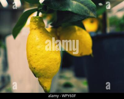 Close-up Of Lemon Tree