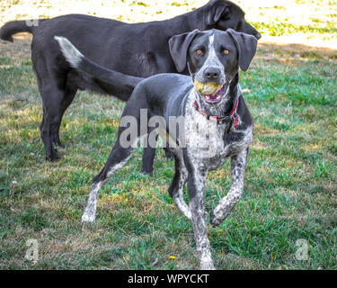 Labrador Retriever And German Shorthaired Pointer Dogs Playing