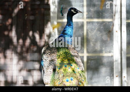 peacock, nature, bird, animal, blue, green, beautiful, beauty, wildlife, feather, background, colorful, color, tail, bright, pattern, male, plumage, e Stock Photo