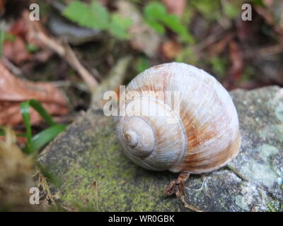 Close-up Of Snail On Rock