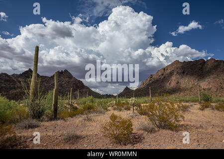 Thunderstorms build behind the Pozo Redondo Mountains in the Sonoran Desert Monsoon Season, Why, Pima County, Arizona, USA Stock Photo