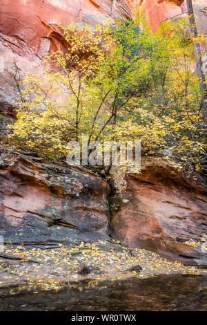 The fallen yellow leaves of a colorful lone tree reflect in the water of West Fork. Stock Photo