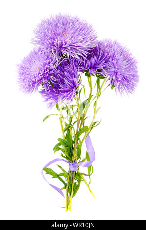 Beautiful violet and pink garden asters flowers bunch isolated on white background closeup Stock Photo