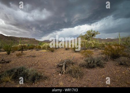 A dark shelf cloud forms at the leading edge of a thunderstorm over the Ajo Mountains in Organ Pipe Cactus National Monument, Pima County, Arizona, US Stock Photo