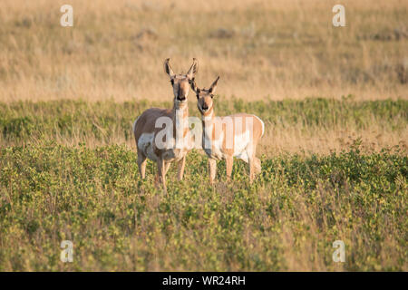 Male and Female Pronghorn Antelope Stock Photo