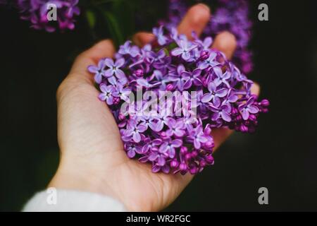 Close-up Of Woman Holding Flowers